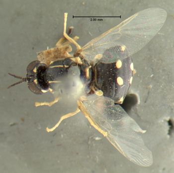 Media type: image;   Entomology 12577 Aspect: habitus dorsal view